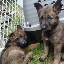 German Shepherd Puppies from Vom Kugelblitz Kennels