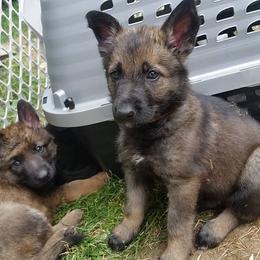 German Shepherd Puppies from Vom Kugelblitz Kennels