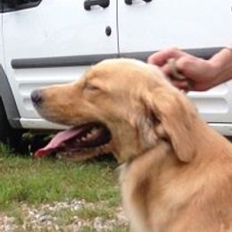 Cammie - Golden Retriever