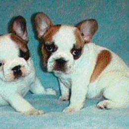 French Bulldog Puppies from Pettybulls