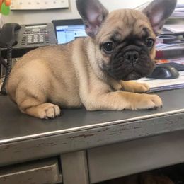 English Bulldog and French Bulldog Puppies from BB's Bulldogs