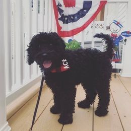 Goldendoodle Puppies from Doodle Acres