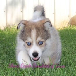 Pomsky Puppies from Short Creek Pomskies of Iowa
