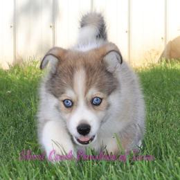 Pomsky Puppies from Short Creek Pomskies of Iowa