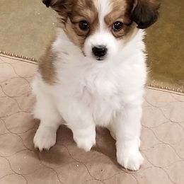 German Shepherd and Papillon Puppies from AZSunshine K9's