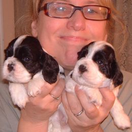 Cocker Spaniel Puppies from Dune Cockers