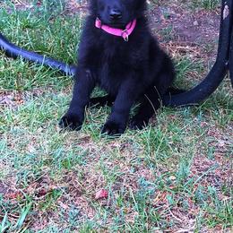 German Shepherd Puppies from Lost Creek German Shepherds LLC