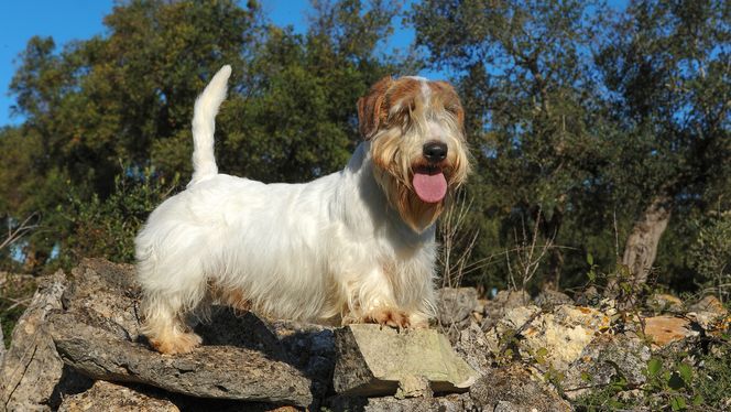 Sealyham Terrier