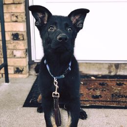 German Shepherd Puppies from Sonnenhügel Shepherds