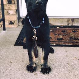 German Shepherd Puppies from Sonnenhügel Shepherds