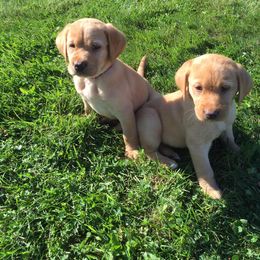 Rocky Ridge Labradors breeder of Labrador Retriever