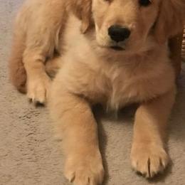 Golden Retriever and Miniature Schnauzer Puppies from Mervar Kennel
