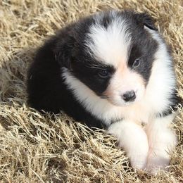 Border Collie Puppies from Flat Rock Border Collies