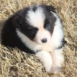 Border Collie Puppies from Flat Rock Border Collies