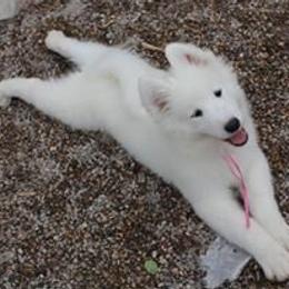 Samoyed Puppies from Wintersong Samoyeds
