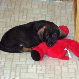 Dachshund All Grown Up from Riverwind