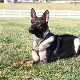 Jessie - German Shepherd