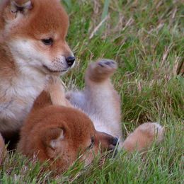 Shiba Inu Puppies from Kawako Shiba Inu