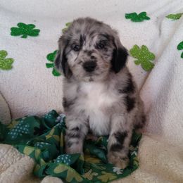 Shichon and Aussiedoodle Puppies from PTK Ranch