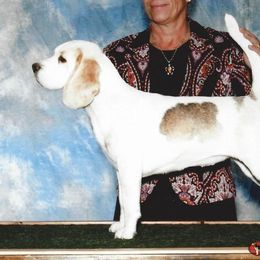 Tequila - Beagle
