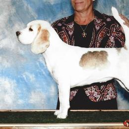 Tequila - Beagle