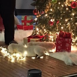 Laurkim Labradors breeder of Labrador Retriever