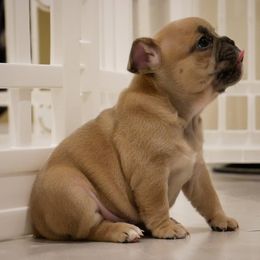 French Bulldog Puppies from French Pup