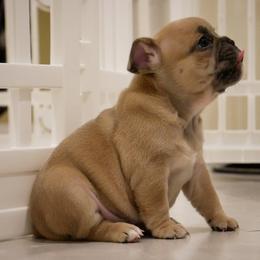 French Bulldog Puppies from French Pup