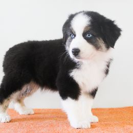 Australian Shepherd Puppies from Wilso Australian Shepherds