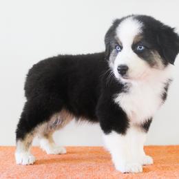 Australian Shepherd Puppies from Wilso Australian Shepherds