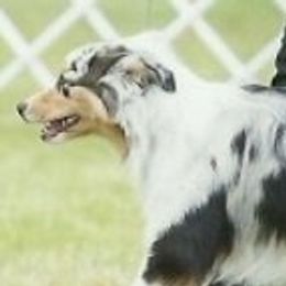 Sitka - Australian Shepherd