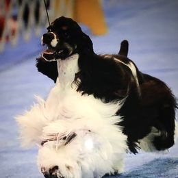 Captain - Cocker Spaniel