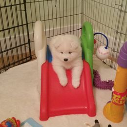 Samoyed Puppies from SnoFox Samoyeds