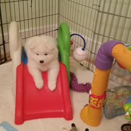 Samoyed Puppies from SnoFox Samoyeds