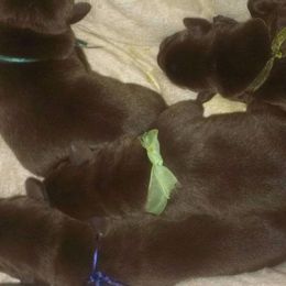 French Bulldog and Labrador Retriever Puppies from 888 Frenchies