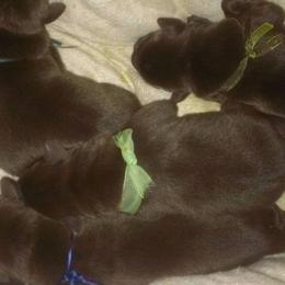 French Bulldog and Labrador Retriever Puppies from 888 Frenchies