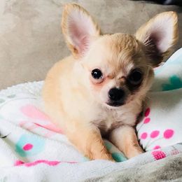 Chihuahua Puppies from Blue Diamond Chihuahua’s