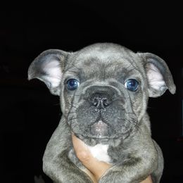 French Bulldog Puppies from Sproull's Fabulous French Bulldogs of Howell of Michigan