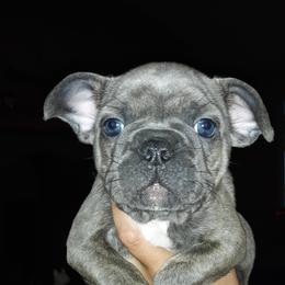 French Bulldog Puppies from Sproull's Fabulous French Bulldogs of Howell of Michigan