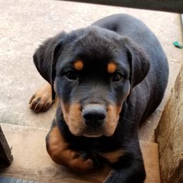 Rottweiler Puppies from Von Edlenhaus Rottweilers