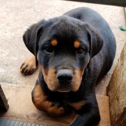 Rottweiler Puppies from Von Edlenhaus Rottweilers