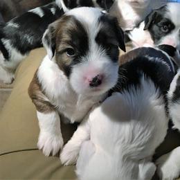 Tibetan Terrier Puppies from Gemms Kennels Tibetan Terriers