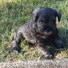 Miniature Schnauzer Puppies from Heavenly Miniature Schnauzers