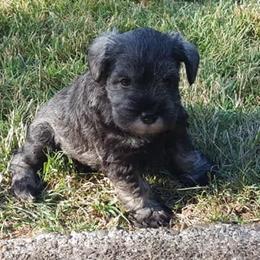 Miniature Schnauzer Puppies from Heavenly Miniature Schnauzers