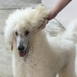 Bravo - Standard Poodle