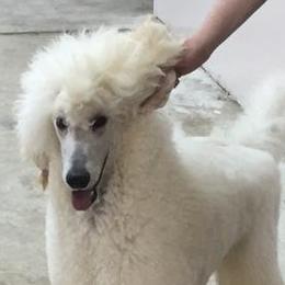Bravo - Standard Poodle