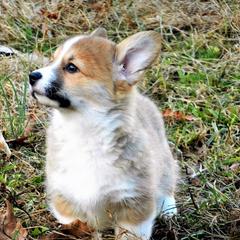 Pembroke Welsh Corgi Puppies from Cross Country Corgis