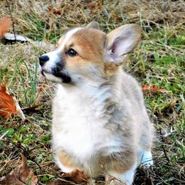 Pembroke Welsh Corgi Puppies from Cross Country Corgis