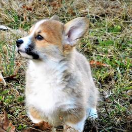 Pembroke Welsh Corgi Puppies from Cross Country Corgis