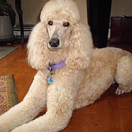 Abby - Poodle